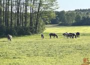 Czaplino, 2 300 000 zł, 2.3 ha, rolna miniaturka 1