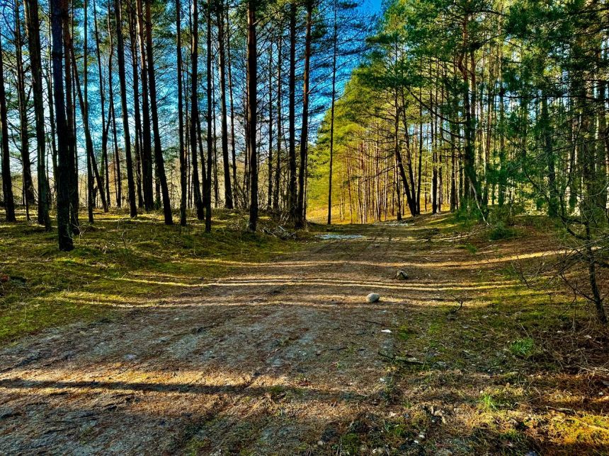 Działka leśna nad Pilicą-Ostrów gm. Aleksandrów miniaturka 2