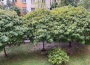 2-pokojowe mieszkanie na Woli miniaturka 13