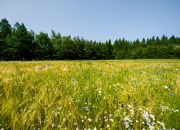 Na sprzedaż: działka 79 arów- Domosławice miniaturka 2