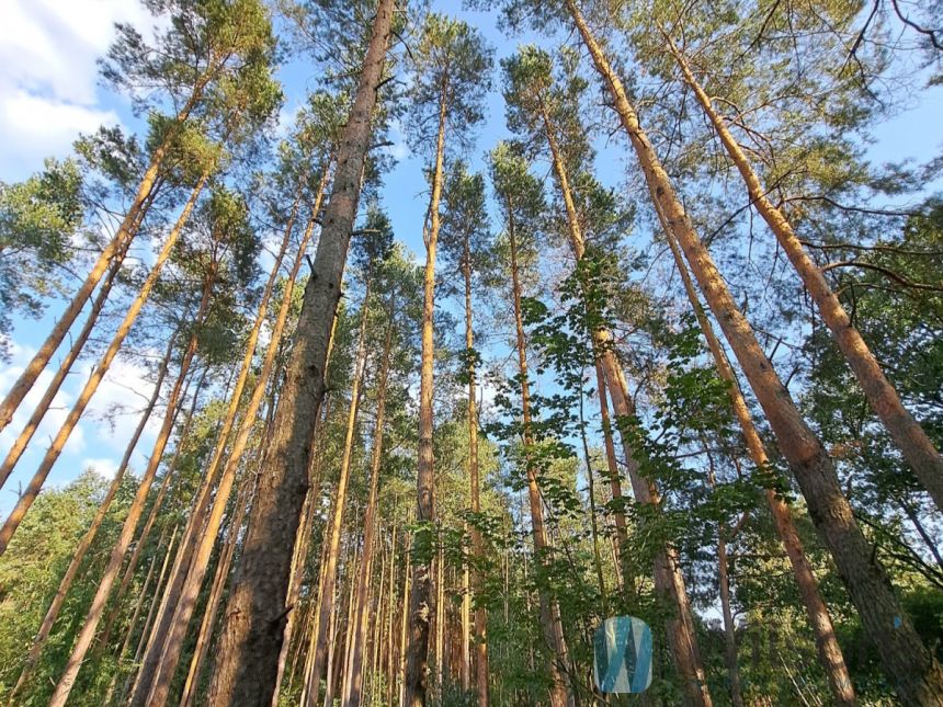 Bieliny, 500 000 zł, 2.49 ha, droga dojazdowa asfaltowa miniaturka 3