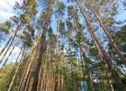 Bieliny, 500 000 zł, 2.49 ha, droga dojazdowa asfaltowa miniaturka 3