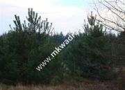 Zalesie działka 1243m2 miniaturka 2