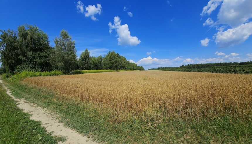 Karczmiska Drugie - ponad 33ar działki rolnej - zdjęcie 1