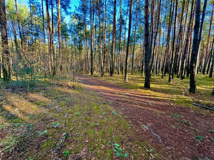 Działka leśna nad Pilicą-Ostrów gm. Aleksandrów miniaturka 3