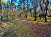 Działka leśna nad Pilicą-Ostrów gm. Aleksandrów miniaturka 3