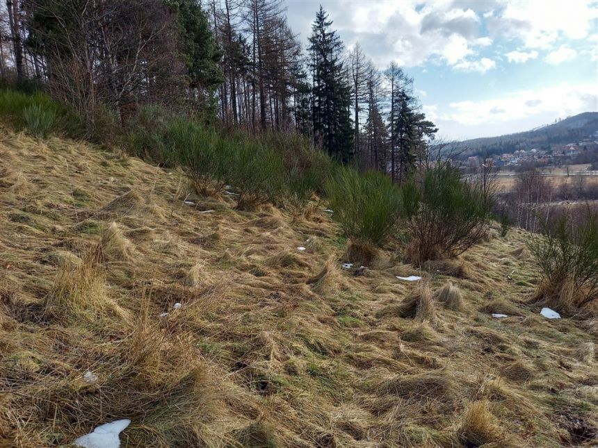 Jedlina-Zdrój Glinica, 235 000 zł, 47 ar, lekko nachylona miniaturka 11