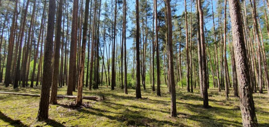 Działka z linią brzegową Jeziora Chobienickiego miniaturka 4