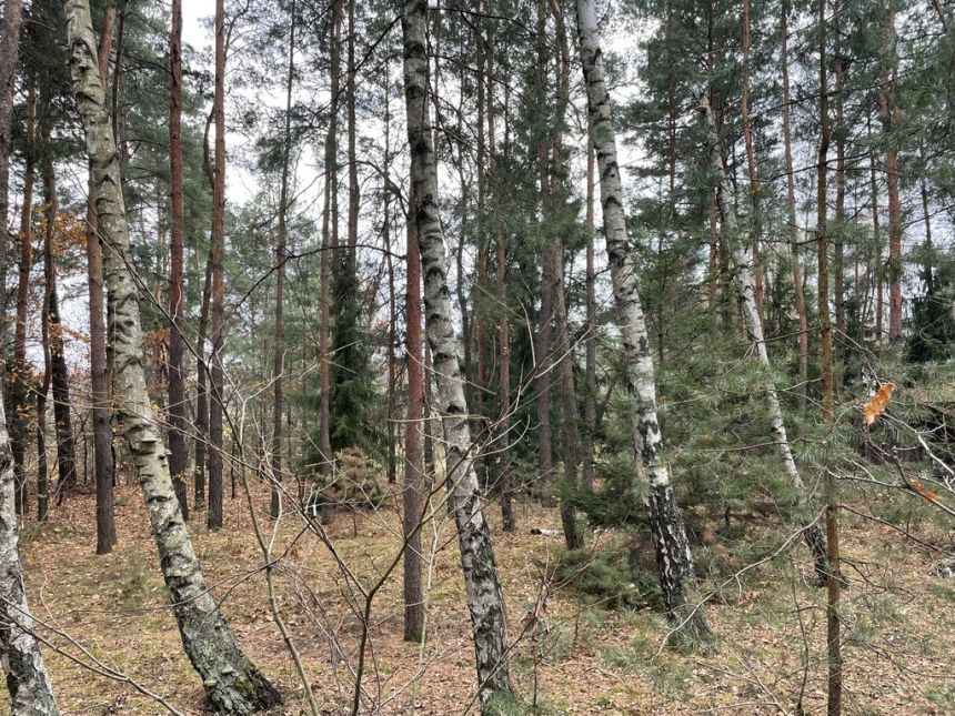 Działka letniskowa z domkiem w lesie 4 km Radzymin miniaturka 11