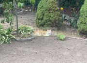 Dom z dużą działką i ogrodem  , Centrum Łomianek miniaturka 10