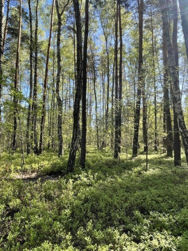 Działki na sprzedaż – Ciemne k. Radzymina