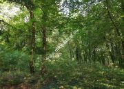 CIEKAWA działka w ścisłym centrum Podkowy L. miniaturka 4