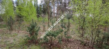 Piękna działka otoczona lasem 2 316 m2, Czarny las