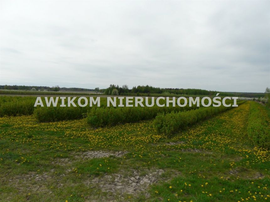 Wycinka Wolska, 124 020 zł, 1.03 ha, woda w drodze miniaturka 6