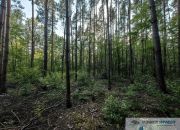 Leśna działka pod zabudowę rezydencjonalną, 4000m2 miniaturka 4