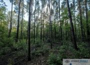 Leśna działka pod zabudowę rezydencjonalną, 4000m2 miniaturka 5