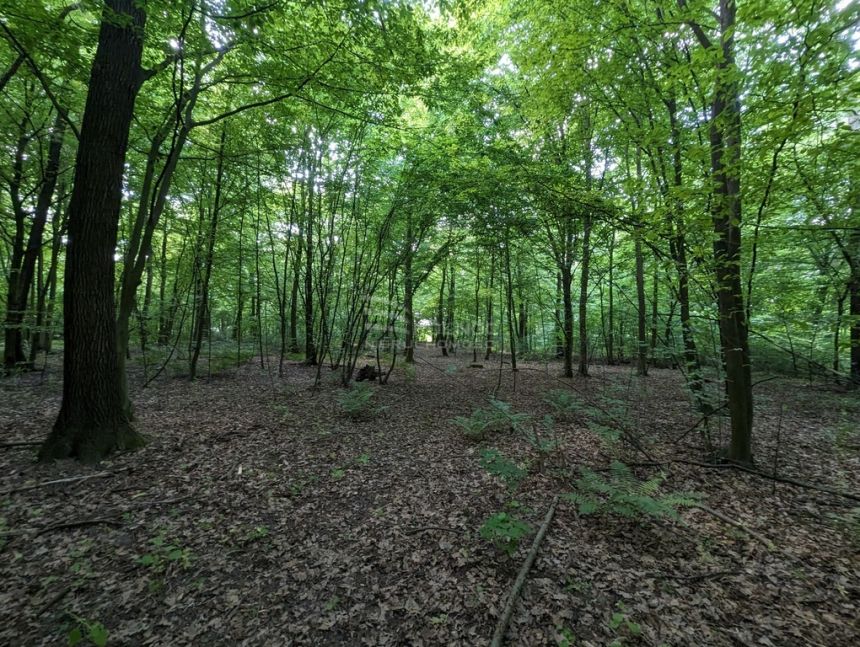 Działka w Dąbrówce, gmina Kazimierz Dolny miniaturka 7