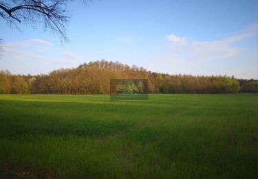 Rozalin, 8 000 000 zł, 6.11 ha, droga dojazdowa gruntowa