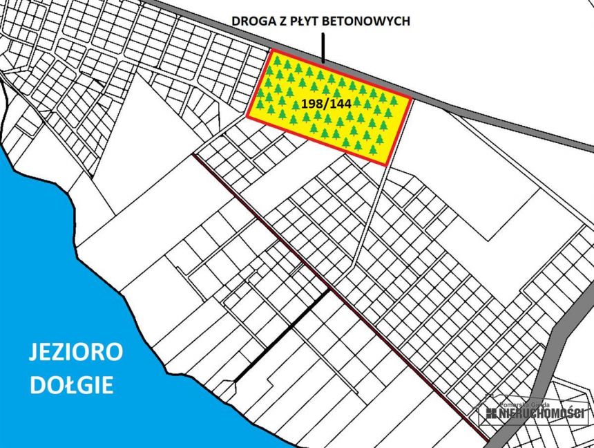 Las położony w pobliżu jeziora Dołgie. miniaturka 12