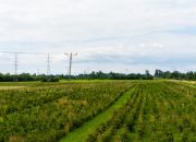 Działka inwestycyjna - wysoki  i szybki zysk miniaturka 6