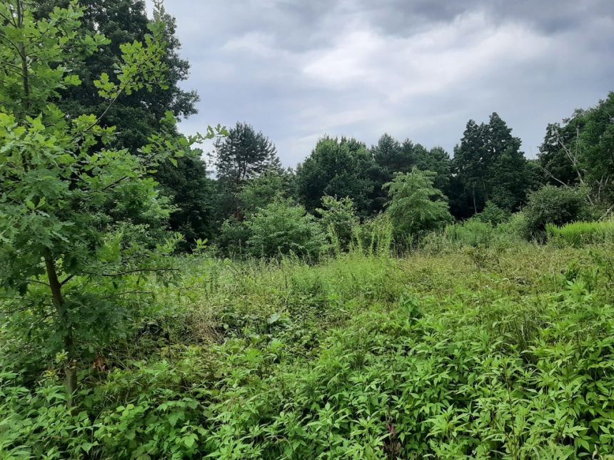 Działka o pow. 25 000 m² pod zabudowę i rekreację. miniaturka 9