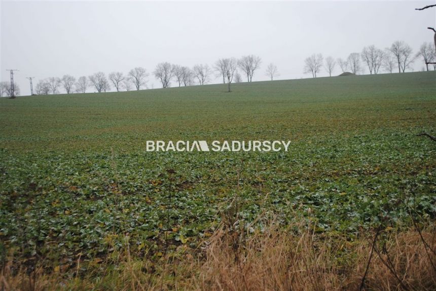 60 ha w gm.Ścinawa - zdjęcie 1