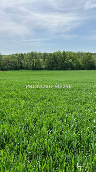 Działka budowlana w Borkowicach, blisko Obornik Ś