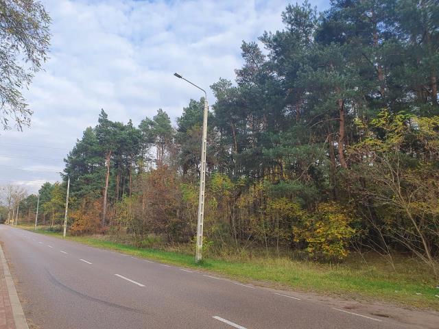 centrum, las, media, dwie do wyboru - zdjęcie 1