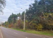 centrum, las, media, dwie do wyboru miniaturka 1