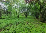 Dom wolnostojący 262m2 plus działka 2572m2 miniaturka 4