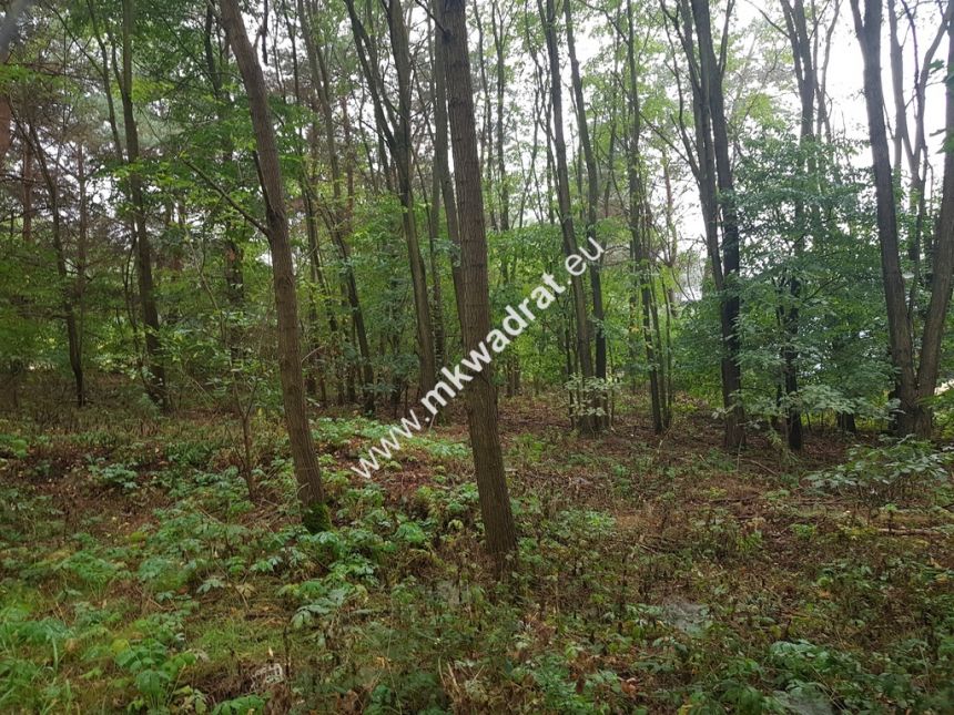 Piękna leśna działka Książenice 1550m z MPZP - zdjęcie 1