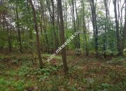 Piękna leśna działka Książenice 1550m z MPZP miniaturka 1