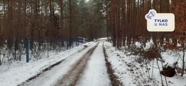 Idealne leśne zacisze Cisza Spokój Opcja podziału