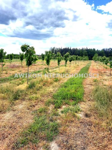 Kornelówka, 400 000 zł, 1.85 ha, przyłącze elektryczne