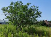 Białołęka-dziłka budowlana. miniaturka 5