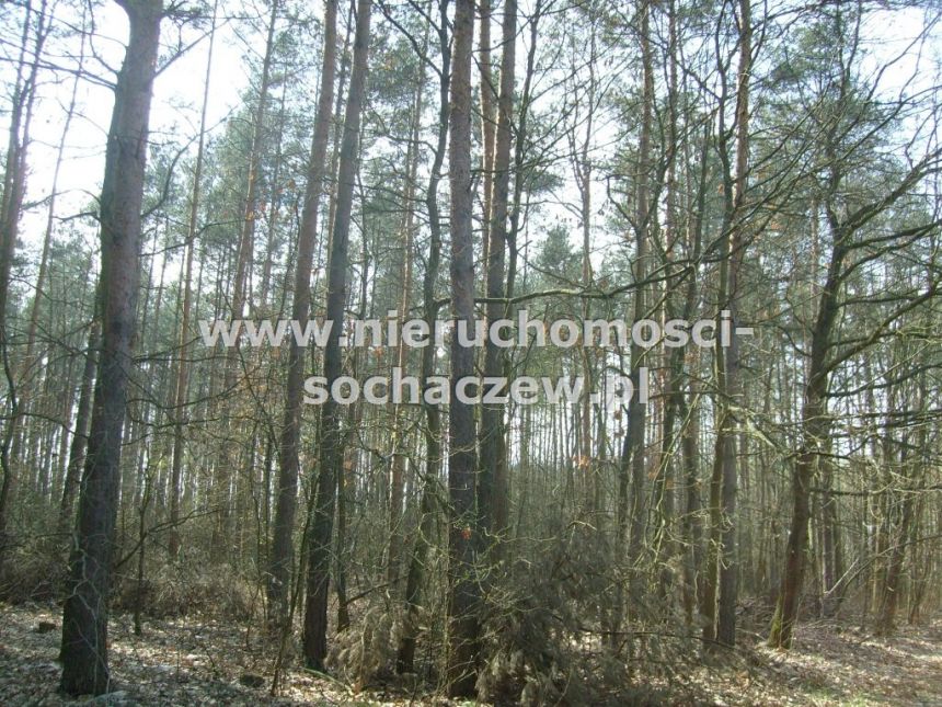 Las w Puszczy Bolimowskiej na sprzedaż miniaturka 11