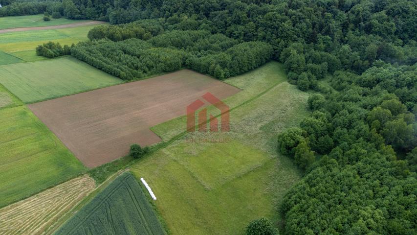 1ha łąki pod lasem + 27 lasu ze strumykiem!Zobacz! miniaturka 12