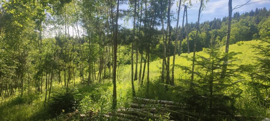 Działka budowlana- Tropie- Gródek nad Dunajcem miniaturka 7