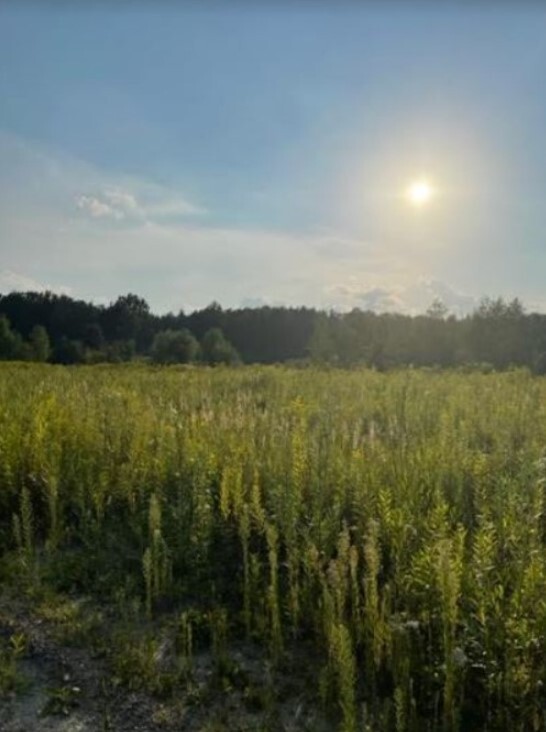 Działka budowlana w Słupnie. - zdjęcie 1