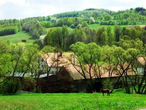 Prosperujące gospodarstwo rolno-agroturystyczne miniaturka 9