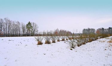 Działka pod Kazimierzem-31ar spokojna okolica!!