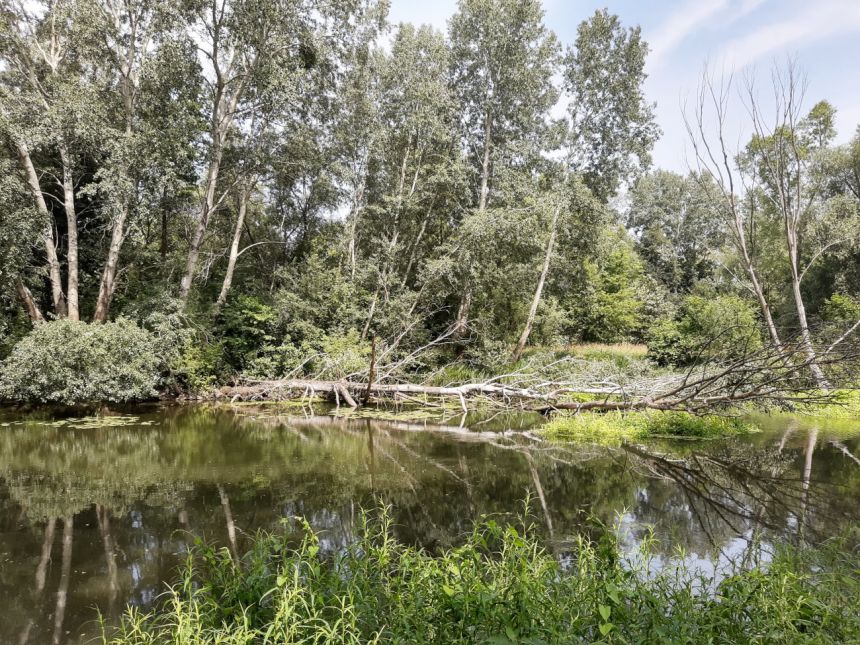 Piękny Apartament w uroczej, zielonej okolicy Krakowska /Przedmieście Oławskie miniaturka 2