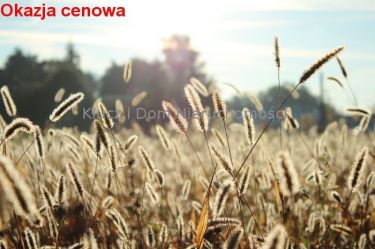 Kocerany, 244 000 zł, 19.46 ar, droga dojazdowa utwardzona