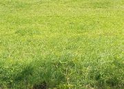 Działka budowlana przy lesie, ok 1 km od jeziora miniaturka 8