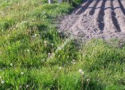 Działka 6450 m2 z domem i halą. miniaturka 11