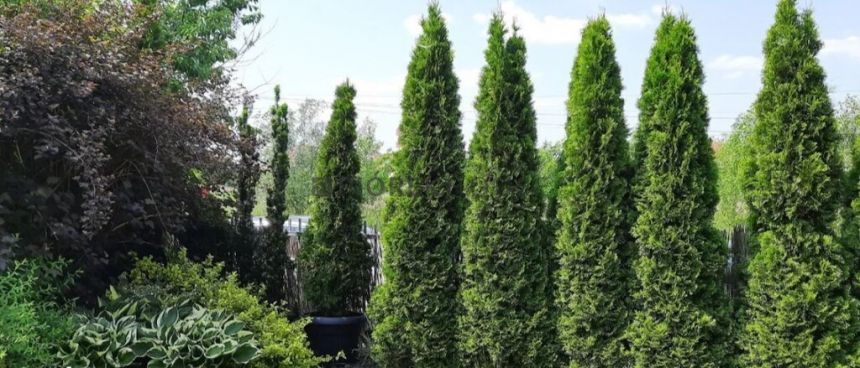 4-pokojowe mieszkanie na Wilanowie miniaturka 15