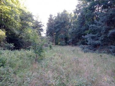 Kicin/Koziegłowy