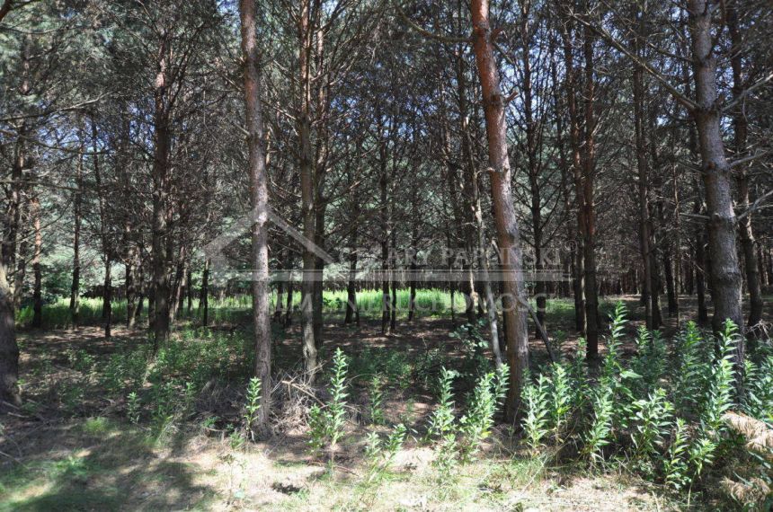 Siedlisko do grunt Remontu, dużo lasu, można wyodrębnić budowlane miniaturka 19