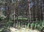 Siedlisko do grunt Remontu, dużo lasu, można wyodrębnić budowlane miniaturka 19