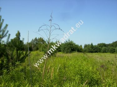 Działka w pobliżu lasu Wolica-Janki od mkwadrat.eu